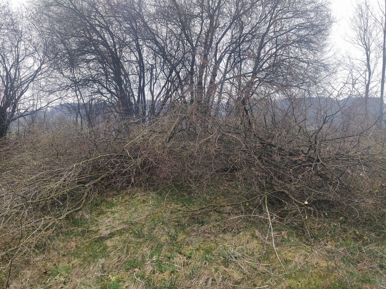 IMG_20230407_083625